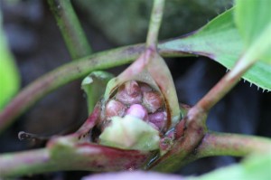 Bergenia getting ready to send a flower