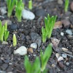 Blue Bells Emerging Blue Bells Emerging