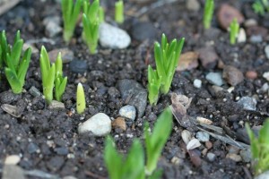 Blue Bells Emerging