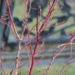 Blueberry Branches still looking sharp Blueberry branches still looking sharp