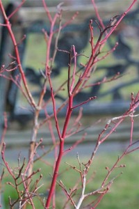 Blueberry branches still looking sharp
