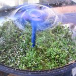 Broccoli and Radish Sprouts