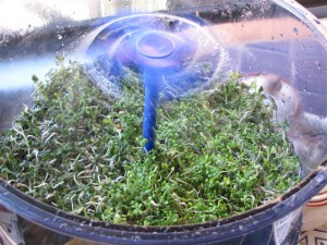 Broccoli and Radish Sprouts