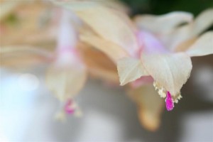 Christmas Cactus