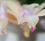 Christmas Cactus