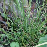 Curly Rush Grass loves damp soil Curly Rush Grass loves damp soil