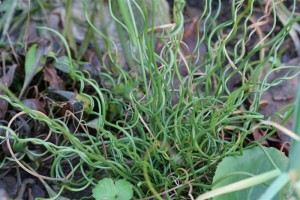 Curly Rush Grass loves damp soil