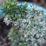 Euonymus japonica 'Microphyllus Variegata' Euonymus japonica 'Microphyllus Variegata'
