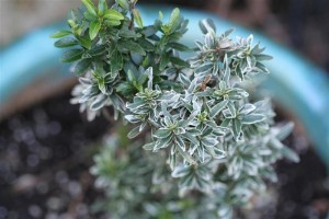 Euonymus japonica 'Microphyllus Variegata'