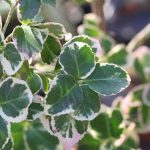 Evergreen foliage of the Euonymus Emerald Gaiety Evergreen foliage of the Euonymus Emerald Gaiety