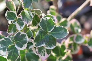 Evergreen foliage of the Euonymus Emerald Gaiety