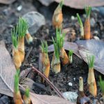 Friendly little Crocuses Friendly little Crocuses