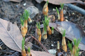 Friendly little Crocuses