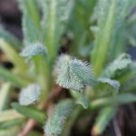 Hairy New Oriental Poppy Leaves Hairy New Oriental Poppy Leaves