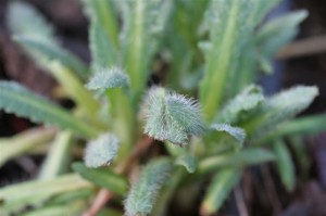 Hairy New Oriental Poppy Leaves