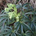 Hellebore Christmas Rose...almost there! Hellebore Christmas Rose...almost there!