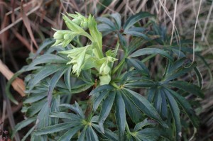Hellebore Christmas Rose...almost there!