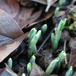 Here come the Snowdrops Here come the Snowdrops