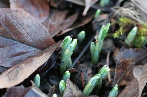 Here come the Snowdrops