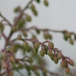 Pieris Buds Starting to Show Pieris Buds Starting to Show