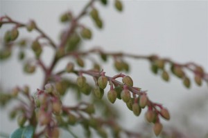 Pieris Buds Starting to Show