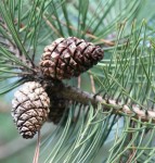Pine Cones Pine Cones