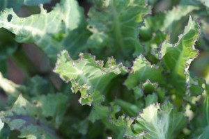Purple Cauliflower