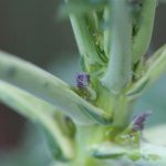 Purple Sprouting Broccoli Purple Sprouting Broccoli
