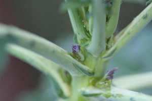 Purple Sprouting Broccoli