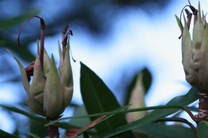Rhododendron buds