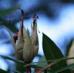 Rhododendron buds Rhododendron buds