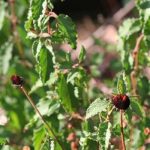Rudbeckia Seed Heads with a Rock Rose Rudbeckia Seed Heads with a Rock Rose