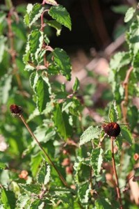 Rudbeckia Seed Heads with a Rock Rose