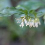 Sarcococca Confusa Sweetbox Sarcococca Confusa "Sweetbox"