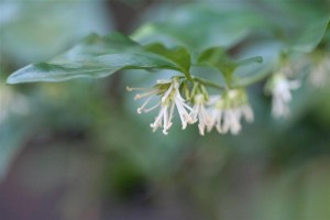 Sarcococca Confusa "Sweetbox"