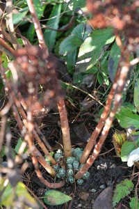 Sedum Autumn Joy New Beginnings