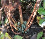 Sedum Autumn Joy New Beginnings Sedum Autumn Joy New Beginnings