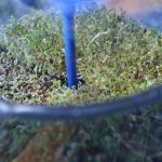 Sprouting Seeds