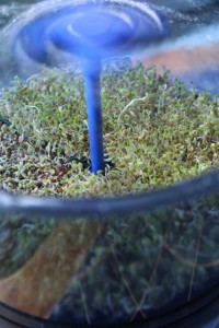 Sprouting a mix of seeds