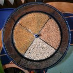 Sprouting A Go-Go Sunflower Spelt