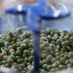 Sprouting Green Peas