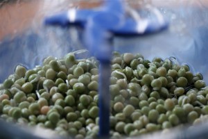 Sprouting Green Peas