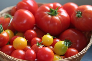 Summer's Tomato Bounty