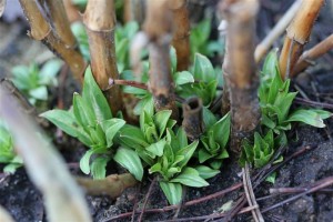White Phlox starting to grow