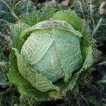 Winterfurst Cabbage Winterfurst Cabbage