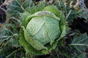 Winterfurst Cabbage