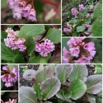 Bergenia (Large)