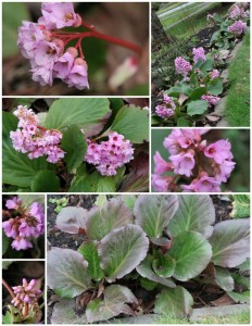 Bergenia (Large)