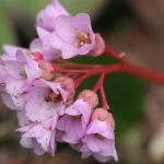 Bergenia blooms with red stem