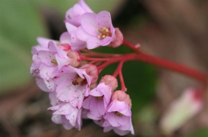 Bergenia blooms with red stem